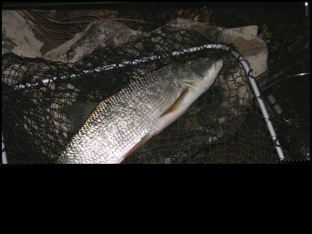 58cm Rapfen