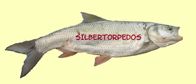 Silbertorpedo