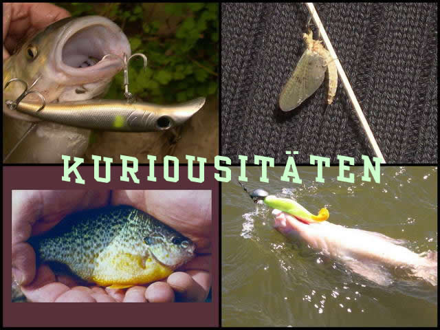 Kuriousitäten